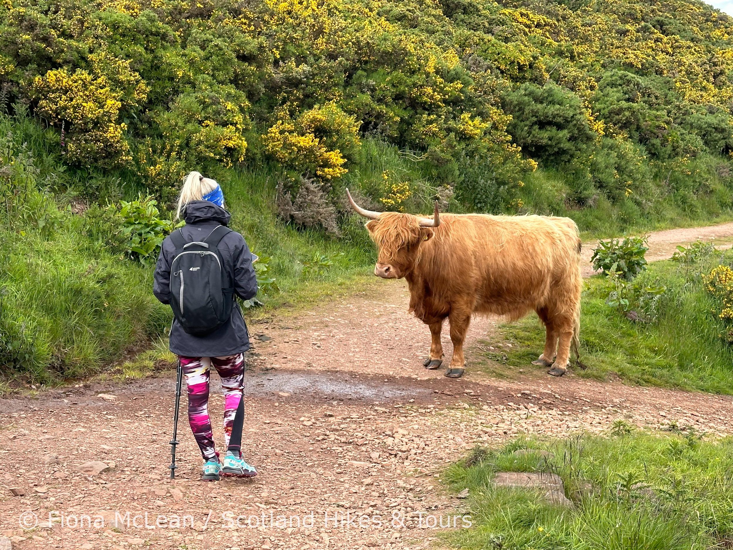 Hügel, Heidekraut & Highlandrinder: Wandern in den Pentlands