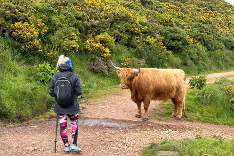 Hills, heather & Highland cows: Hiking in the Pentlands Hills, heather & Highland cows - Hiking in the Pentlands