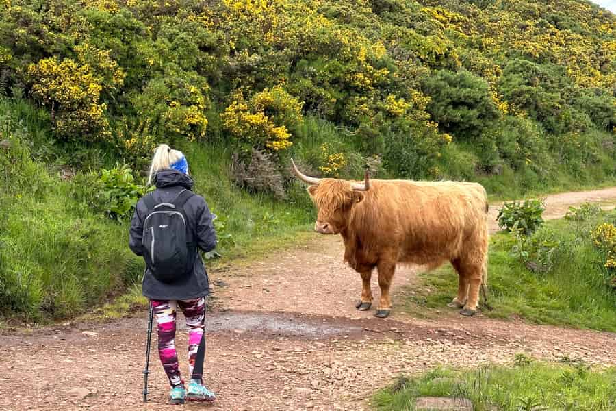 Hügel, Heidekraut & Highlandrinder: Wandern in den Pentlands. Foto: GetYourGuide