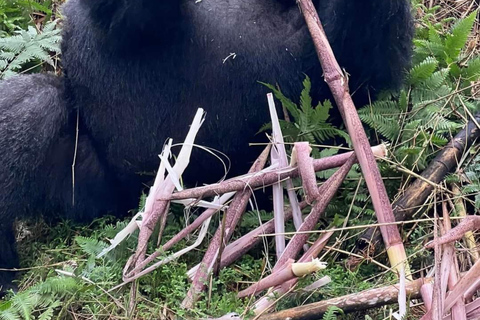 Från Kigali: 2-dagars vandringssafari med gorillor i Rwanda