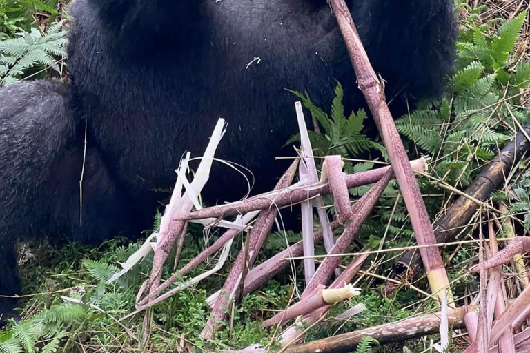 Au départ de Kigali : Safari de 2 jours au Rwanda pour faire du trekking avec les gorilles