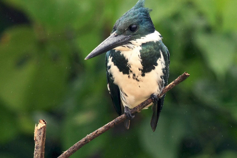 Parque Nacional de Carara: Paseo guiado Carara Costa Rica Naturaleza