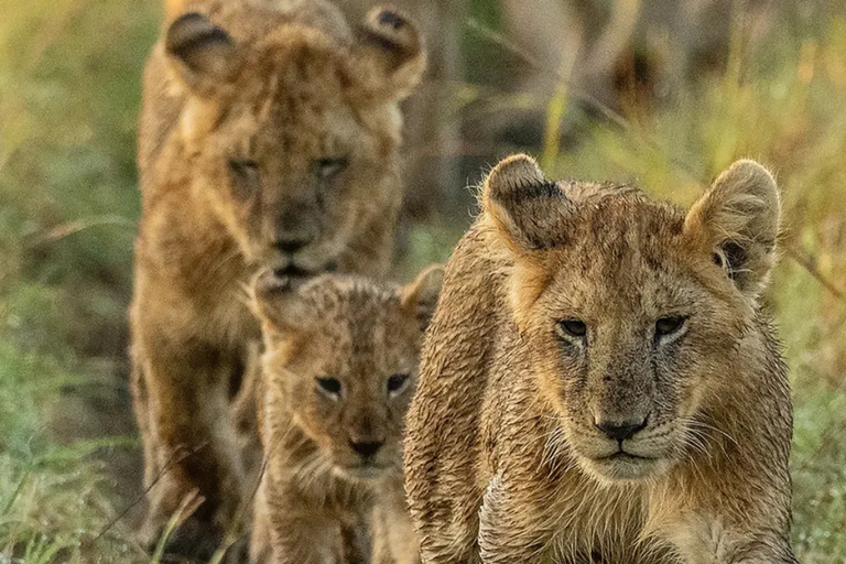 Nairobi: 3 giorni di safari a Masai Mara e fuga alle sorgenti termaliNairobi: 3 giorni di safari nel Masai Mara e fuga alle sorgenti termali