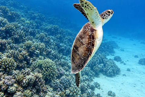 Marsa Alam: Hamata Islands Snorkeling Trip with Lunch
