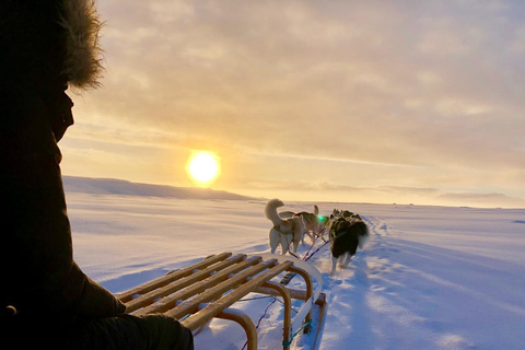 Island-Husky-Tour – Fahrt- und Kuschel-ErlebnisIsland: Husky-Schlittenfahrt und Kuschelerlebnis