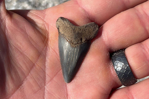 Folly Beach: Morris Island Bootstour mit Fossilienjagd