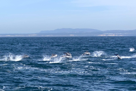 Lissabon: Bootstour zur DelfinbeobachtungLissabon: Bootstour mit Delfinbeobachtung