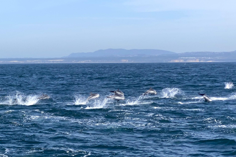 Lissabon: Båtutflykt med delfinskådningLissabon: Båttur för delfinskådning