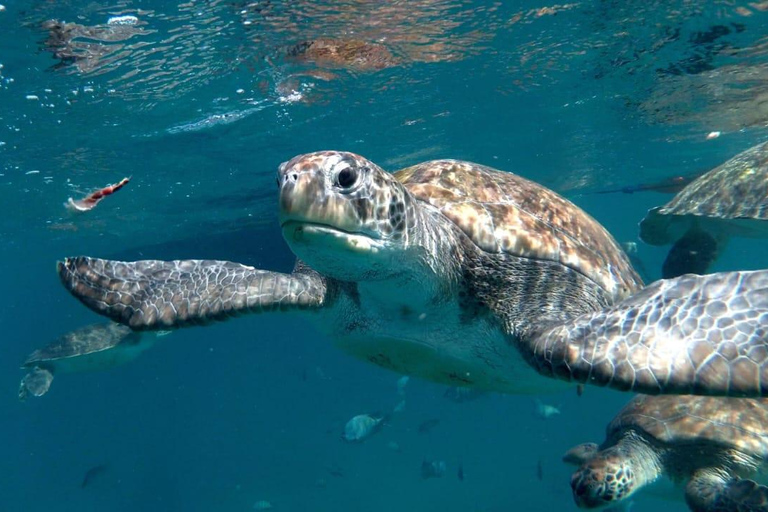 Poznaj żółwie: wycieczka z przewodnikiem po nurkowaniu w São PedroPoznajcie żółwie: wycieczka z przewodnikiem z nurkowaniem w São Pedro