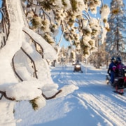 Ylläs: Naturbeobachtungstour mit dem Schneemobil