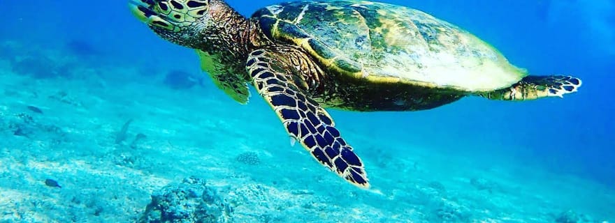 Nager avec les tortues de mer dans la grotte de Salaam