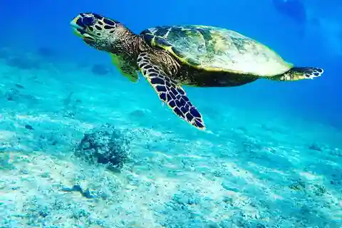 Nadar con tortugas marinas en la cueva de Salaam