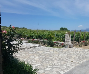 Chania: Tour privado de un día completo por viñedos y bodegas con degustaciones