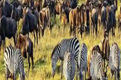 Best 2-Day Tanzania Safari -Ngorongoro & Manyara Shared Tour