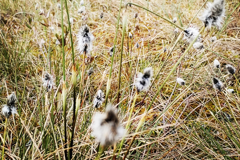 Cenas Bog trail near Riga for Nature lovers