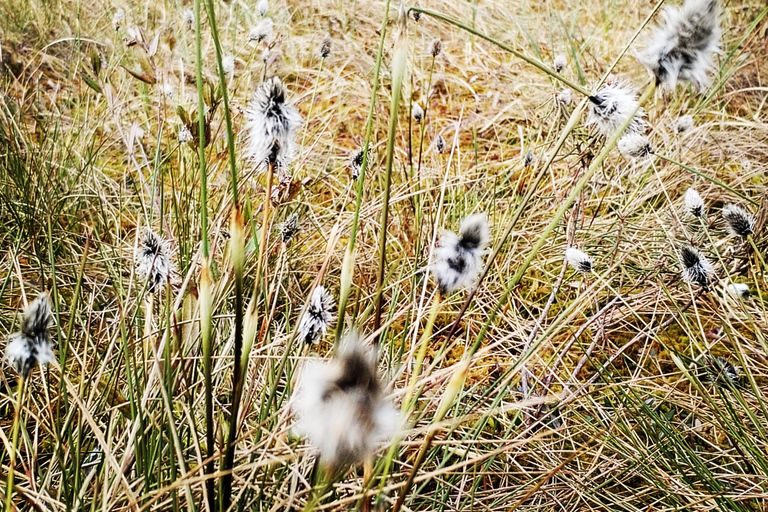 Cenas Bog trail near Riga for Nature lovers