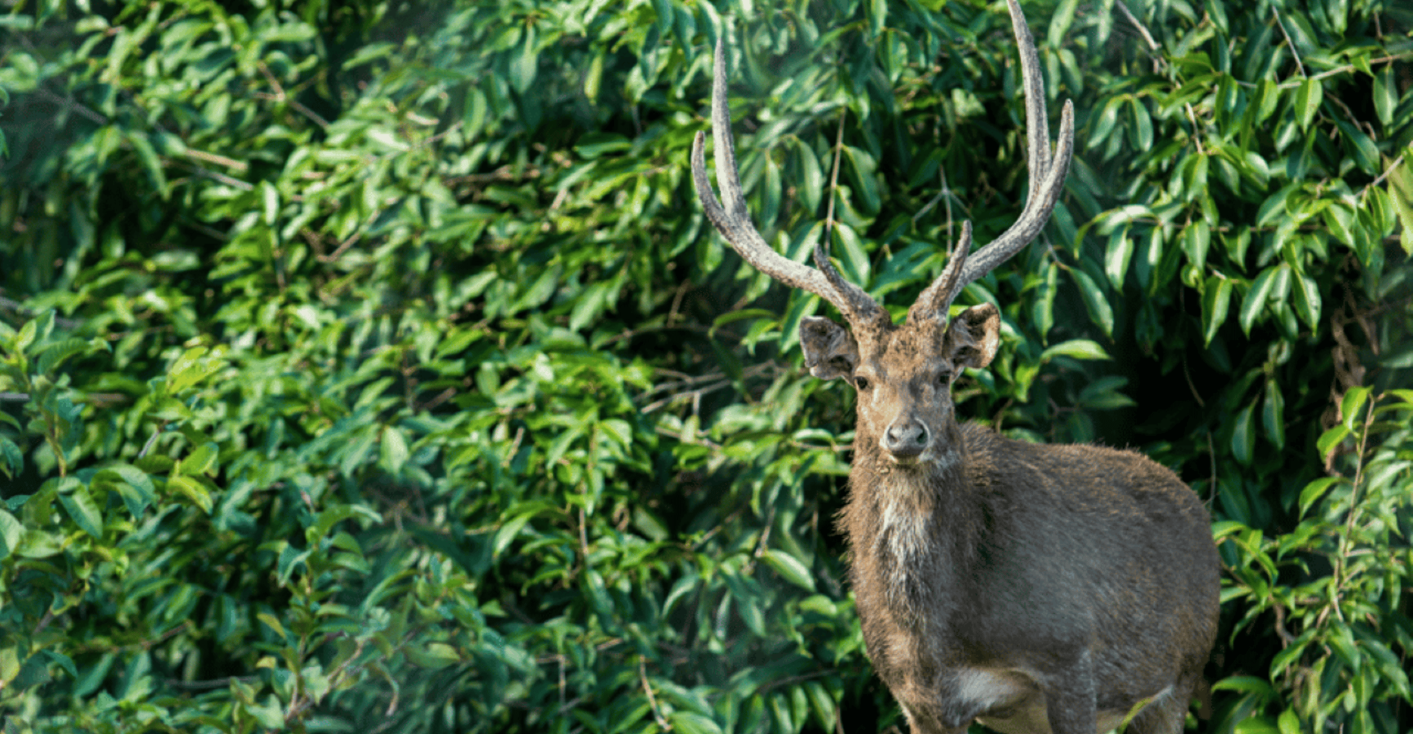 Mauritius: Bel Ombre Nature Reserve Buggy Tour photo 6