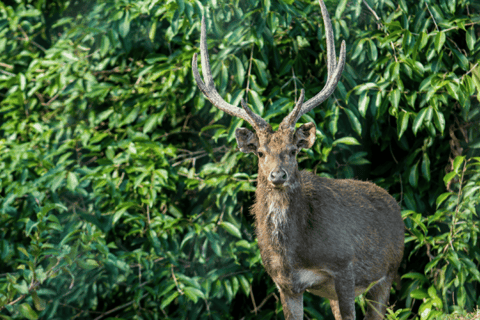 Mauricio: Excursión en Buggy por la Reserva Natural de Bel Ombre