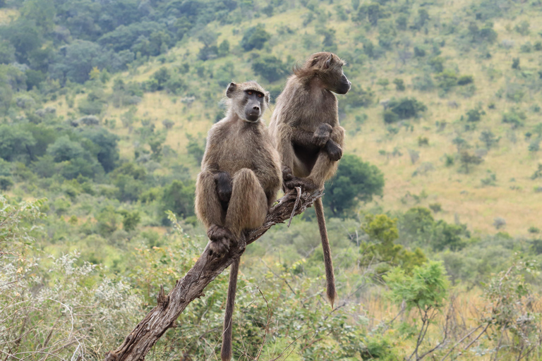 Johannesburg: Kwa Maritane Transfer en Game Drive-pakket