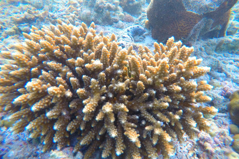 Phi Phi : Excursion d'une demi-journée à Phi Phi pour faire de la plongée en apnée en bateau à longue queue