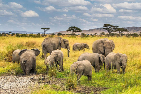 LOCATION : Safari de 3 jours dans les parcs nationaux de Mikumi et de Ruaha