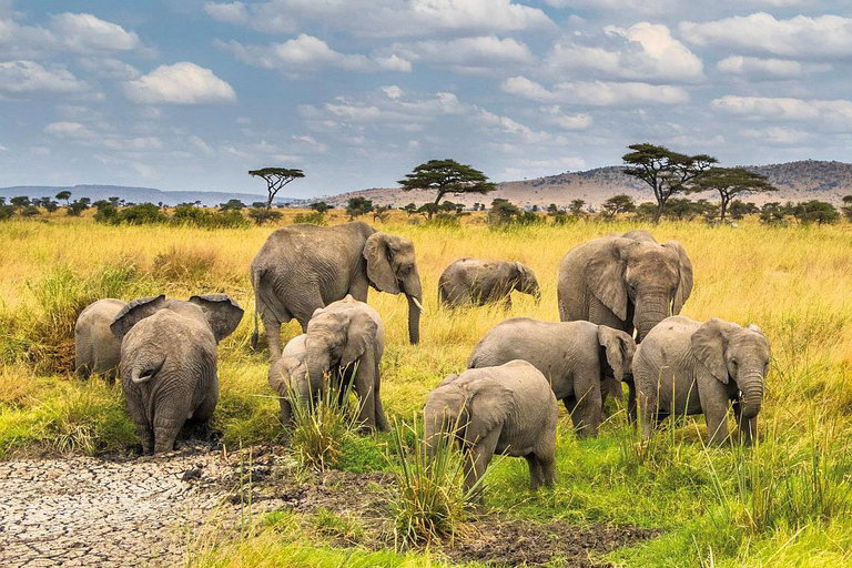 LUGAR: Safari de 3 días por los Parques Nacionales de Mikumi y Ruaha