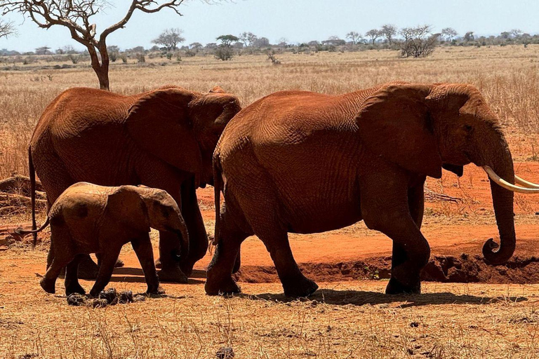 Diani/Mombasa: 2 Days to Tsavo East & Tsavo West with meals