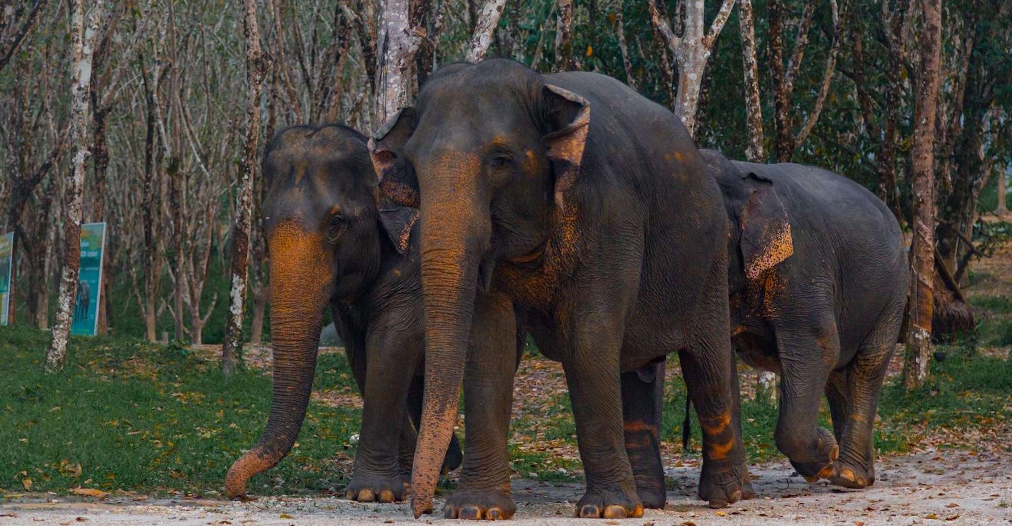 Khao Lak, 2 ore Elephant Sanctuary Eco-Walk con guida - Hizvo