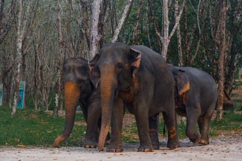 3 uur olifanten ontmoeten, begroeten en eten