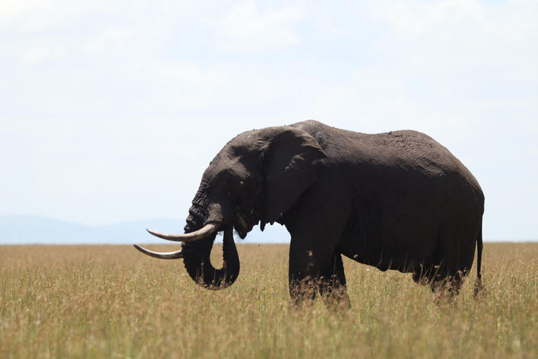 Viaggio di un giorno da Nairobi a Maasai Mara - AWNairobi: Escursione di un giorno nella Riserva Nazionale di Maasai Mara - Privato