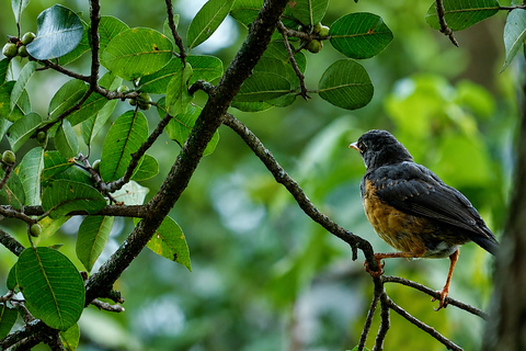 From Nairobi: Ondiri Wetland Guided Walking Tour