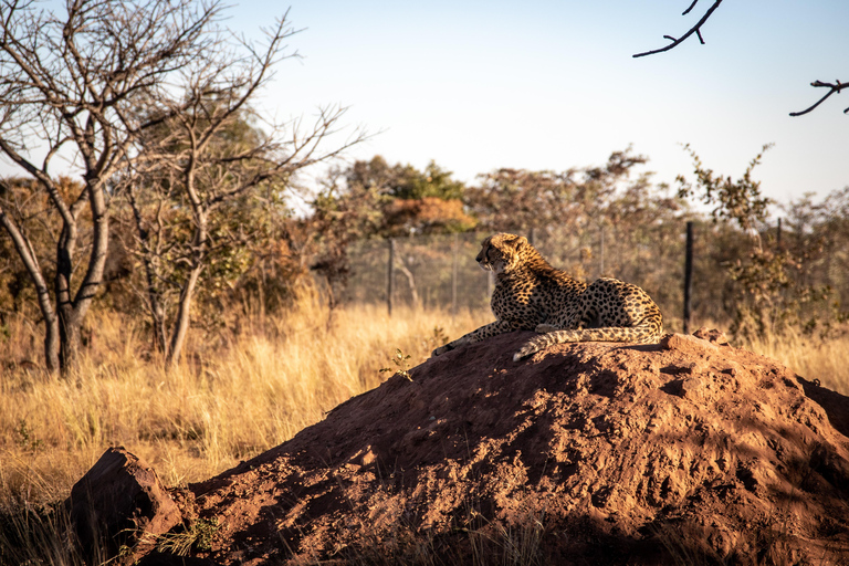 A 4-Days Budget Camping Safari from Arusha