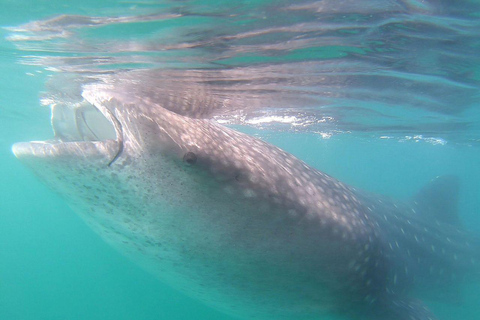 Swim with Whale Sharks in La Paz