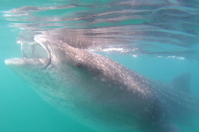 Swim with Whale Sharks in La Paz