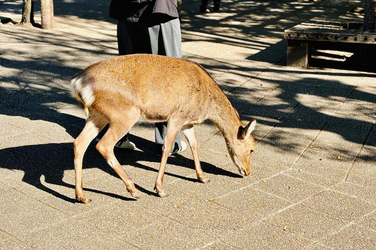 Miyajima: Half Day Private Tour from Hiroshima Station