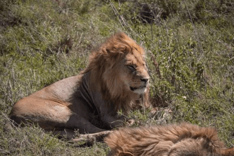 From Zanzibar: Day trip Selous Safari with lunch & flight Shared Day Safari with hotel pick up and drop off