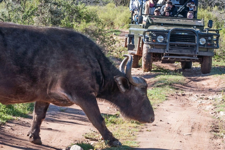 Vanuit Kaapstad: 2-daagse wildlife-safari in Zuid-AfrikaDeluxepakket