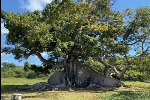 Vieques Adventure by Ferry from Ceiba. Vieques Adventure Full Day by Ferry.