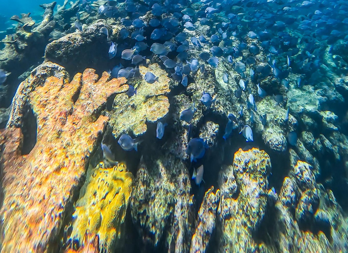 Tulum: 2-timers snorkling på to steder af Tulums rev