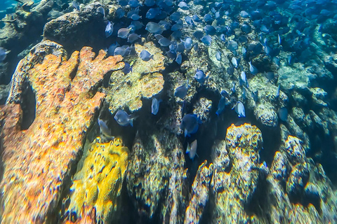 Tulum: Snorkeling at Paradise Reef