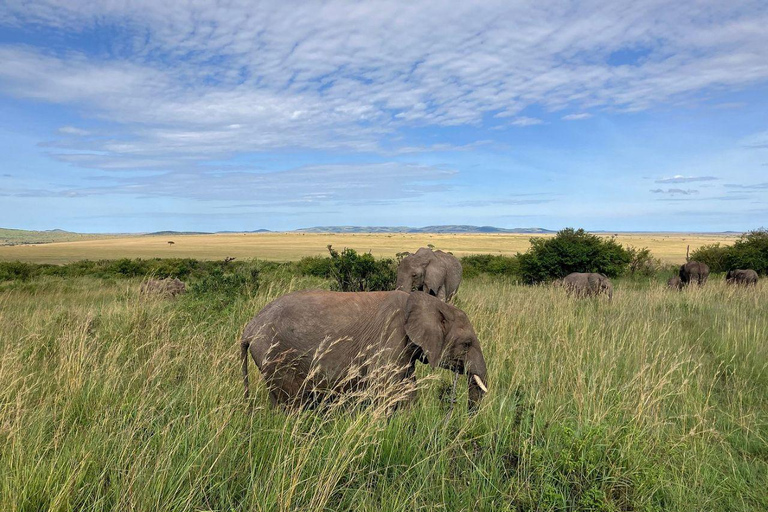 Nairobi: 3-Day epic trip to Maasai Mara Reserve with meals 3 days, 2 nights private safari to Mara in a tourist VAN