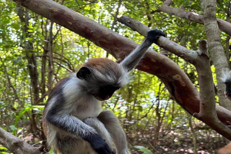 Zanzibar: Fängelseön, Jozani-skogen och Mtende-strandenPrivat tur med upphämtning och avlämning vid hotell ingår