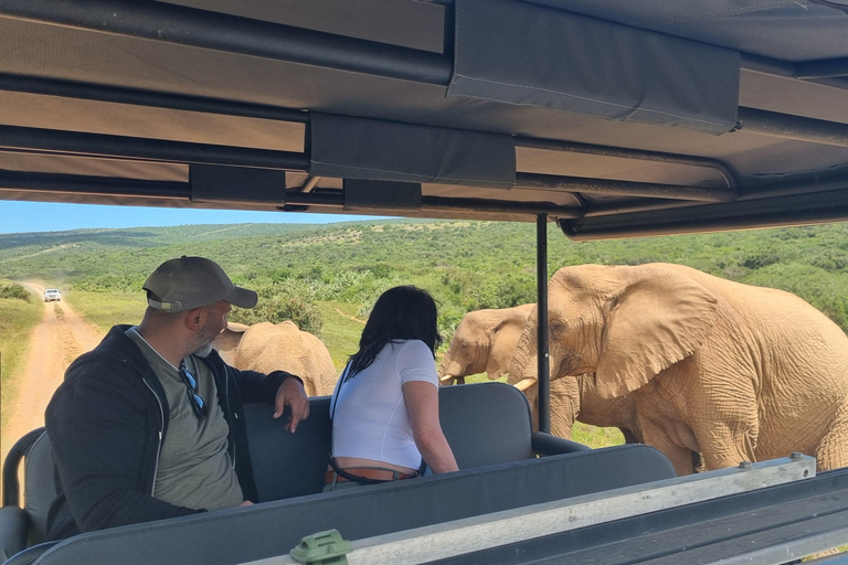 Half-Day Schotia Game Reserve (Open 4x4 Vehicle)