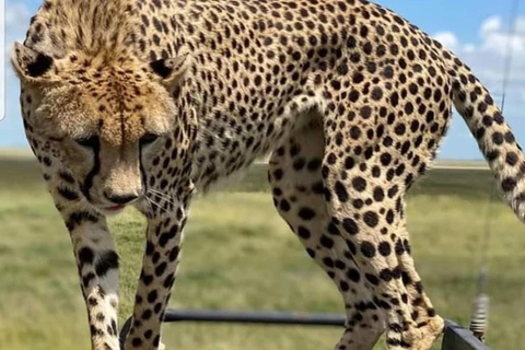 Safári de 4 dias em grupo, Tarangire, Manyara e Ngorongoro