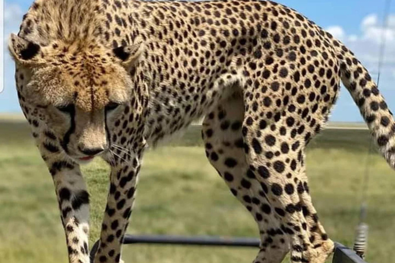 Safári de 4 dias em grupo, Tarangire, Manyara e Ngorongoro