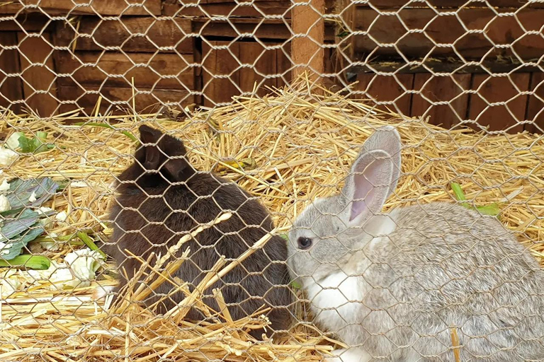 Nairobi: Kangemi Mlango Organic Farm Guided Tour