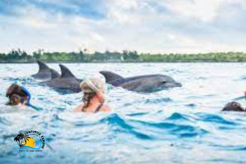 Zanzibar: Mnemba Dolphins Tour and Sunset Dhow Cruise Hotel Transfers within Nungwi and Kendwa