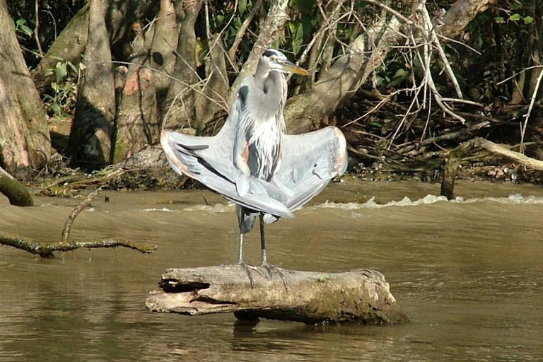 New Orleans: Honey Island Swamp Boat Tour with a Guide Tour with Meeting Point