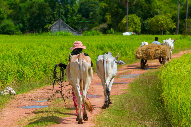 Battambang Afternoon Countryside, BambooTrain & BatCaveTour Afternoon Countryside, Bamboo Train & Bat Cave Tour