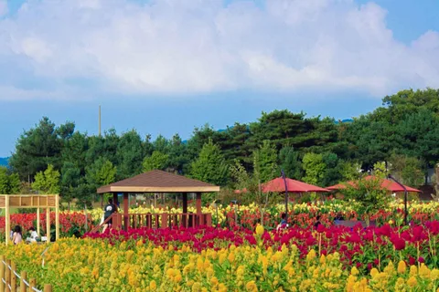 Cañón de Hantan & Jardín Floral de Goseokjeong & Parque de Muhly Rosa